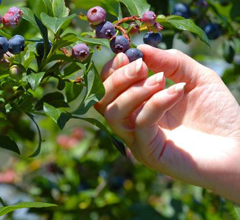 Selecting the Right Blueberry Varieties for Your Region