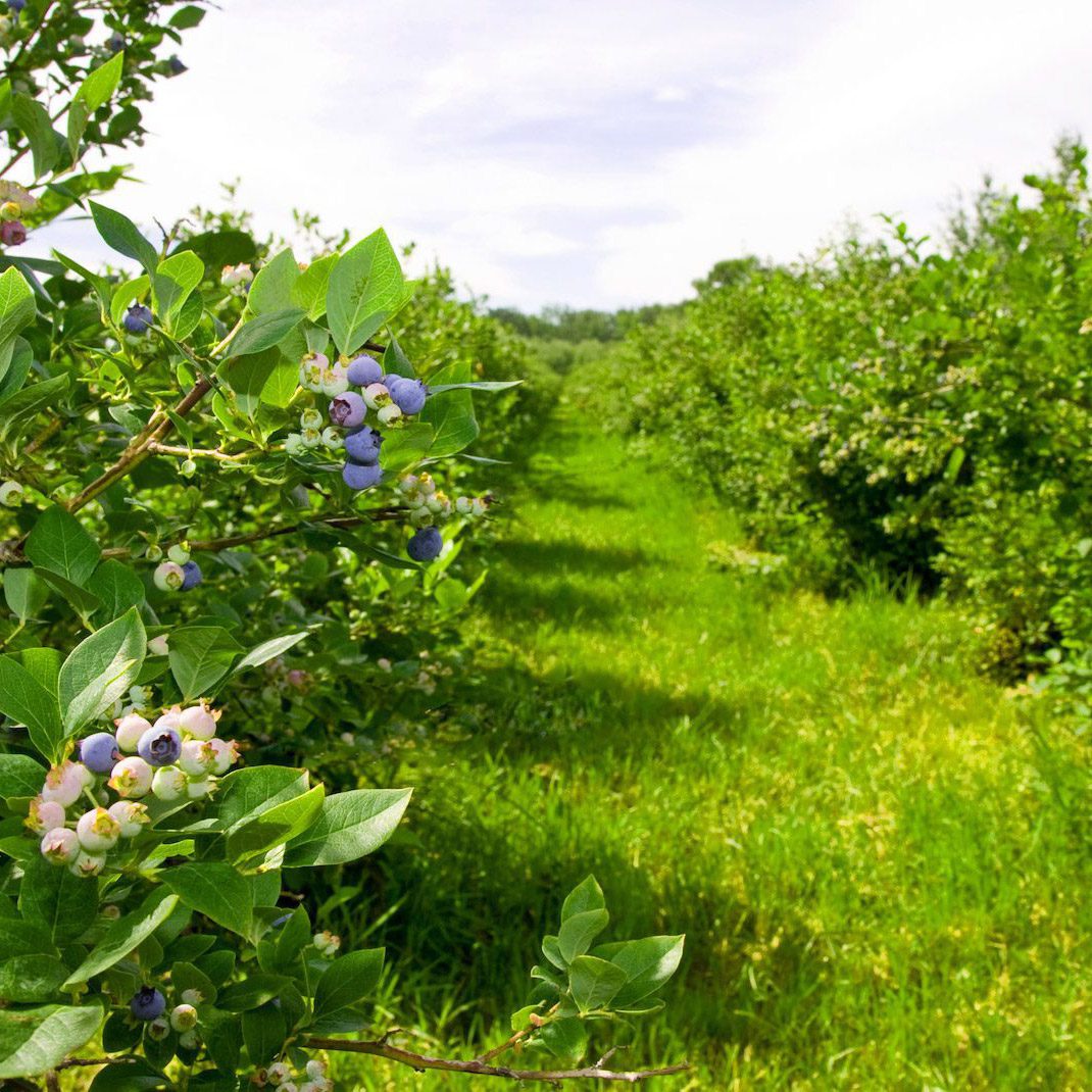 Blueberry Growing Tips Bluegrass Blueberries