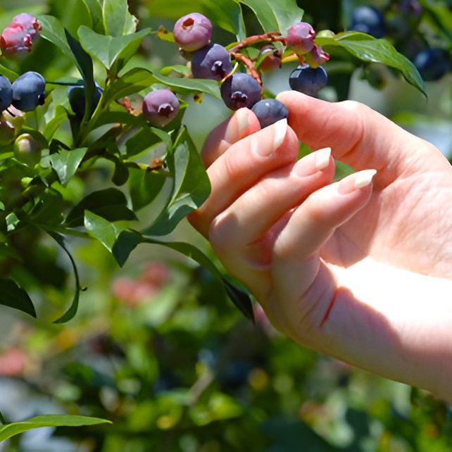 Blueberries being handpicked