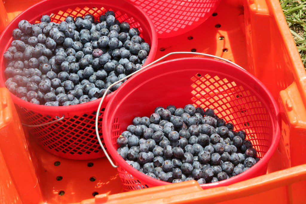 Two Red Baskets of Blueberries