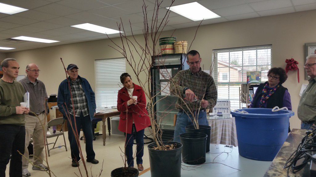 Blueberry Class - Pruning Blueberry Plants - Bluegrass Blueberries