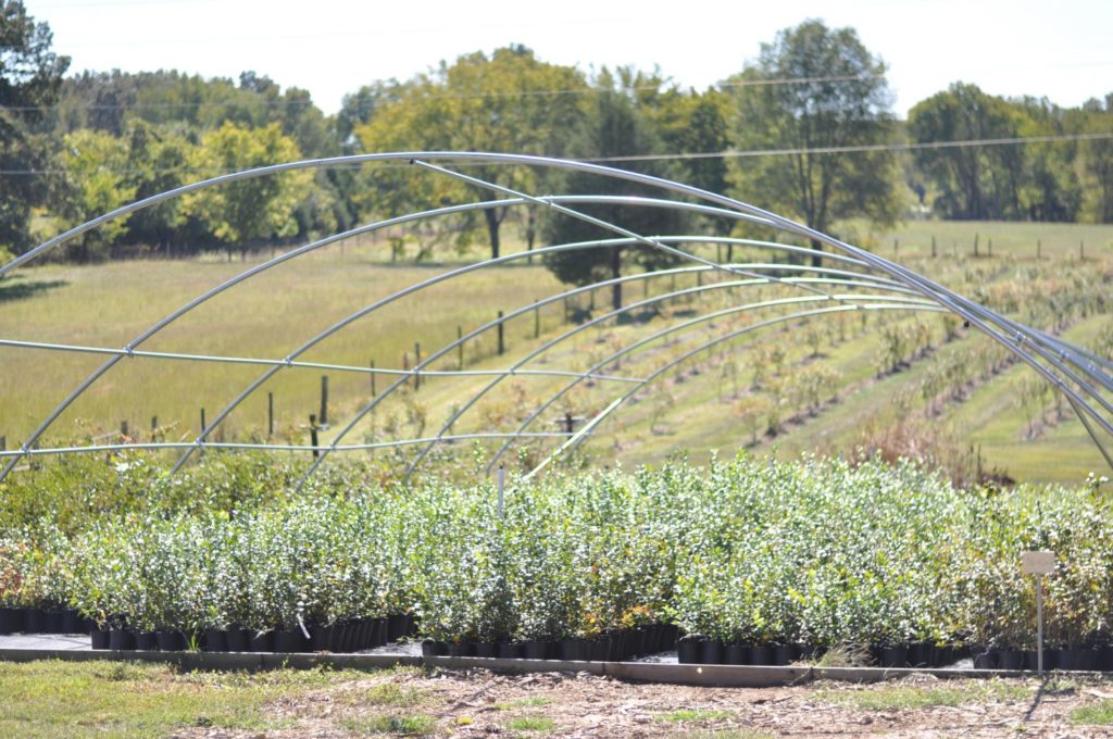 Blueberry Field at Bluegrass Blueberries