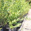 Blueberry Plant in container at Bluegrass Blueberries