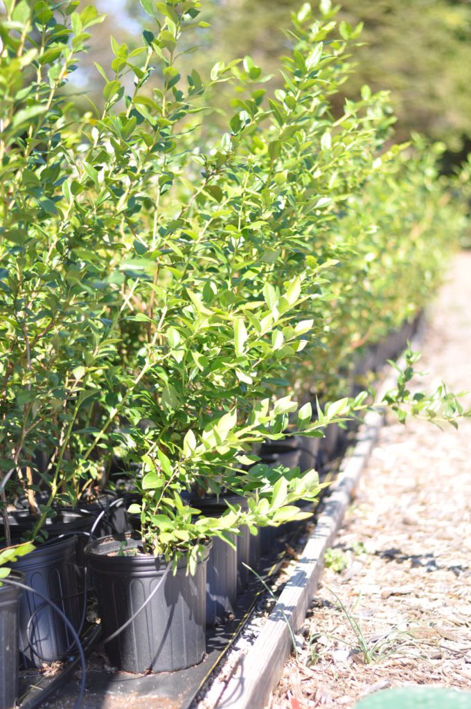 Blueberry Plant in container at Bluegrass Blueberries