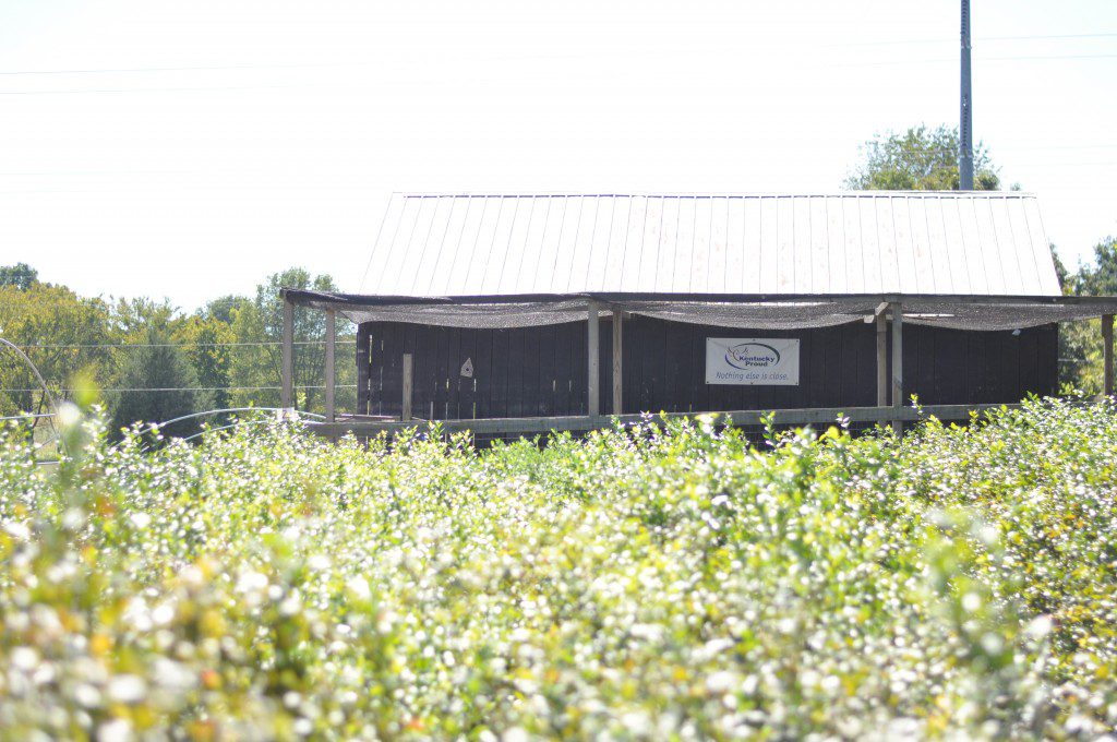 Bluegrass Blueberries Building