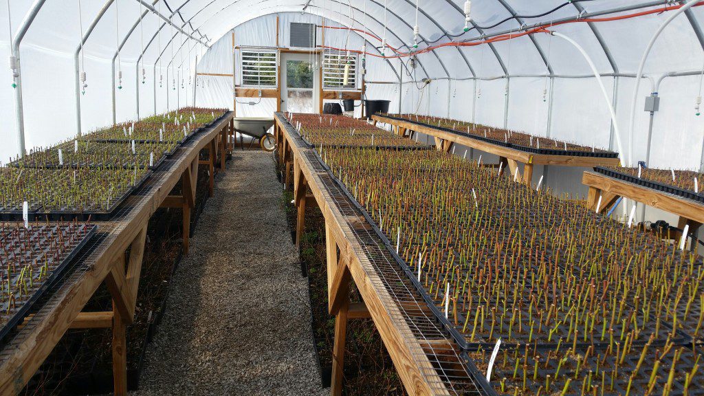 Greenhouse Blueberry Growers Class - Bluegrass Blueberries