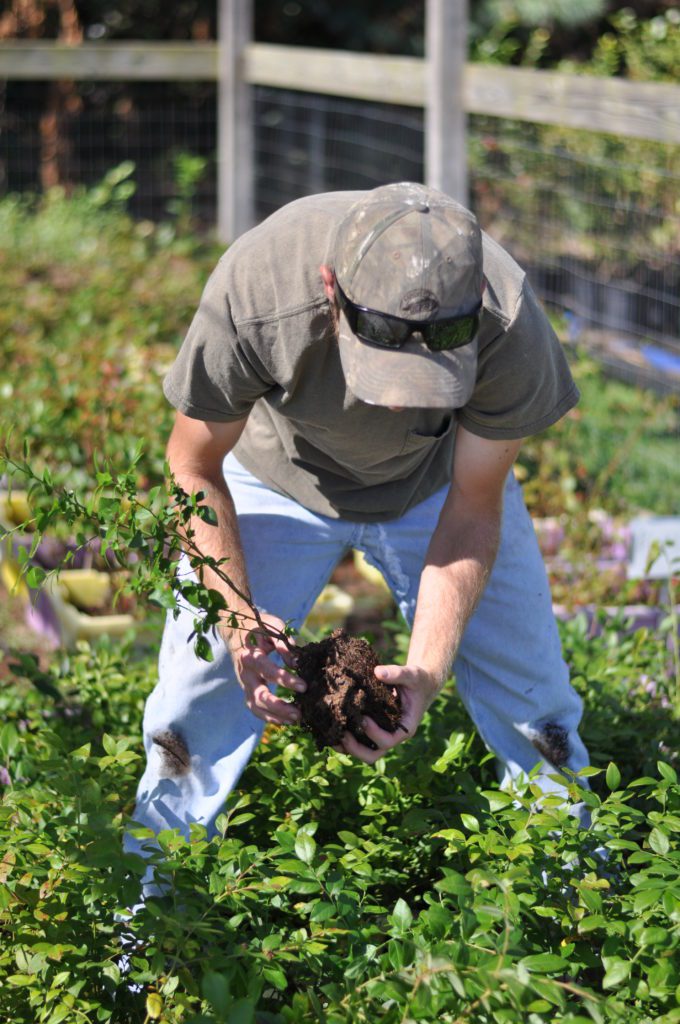 A man planting Blueberry Plant - Bluegrass Blueberries