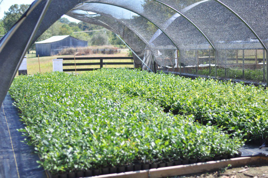 Protected Blueberry Plants at Bluegrass Blueberries