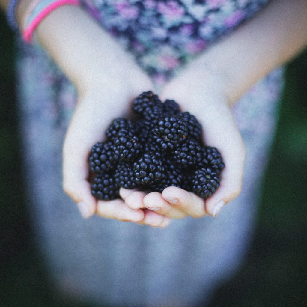 Handful of blackberries being held in the hands