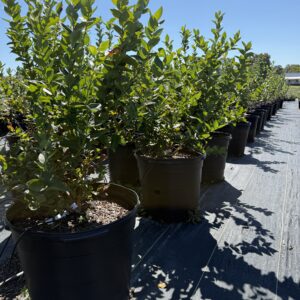 Mature Blueberry Bush 15 gallon