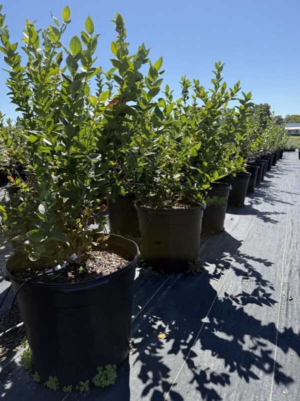 Mature Blueberry Bush 15 gallon