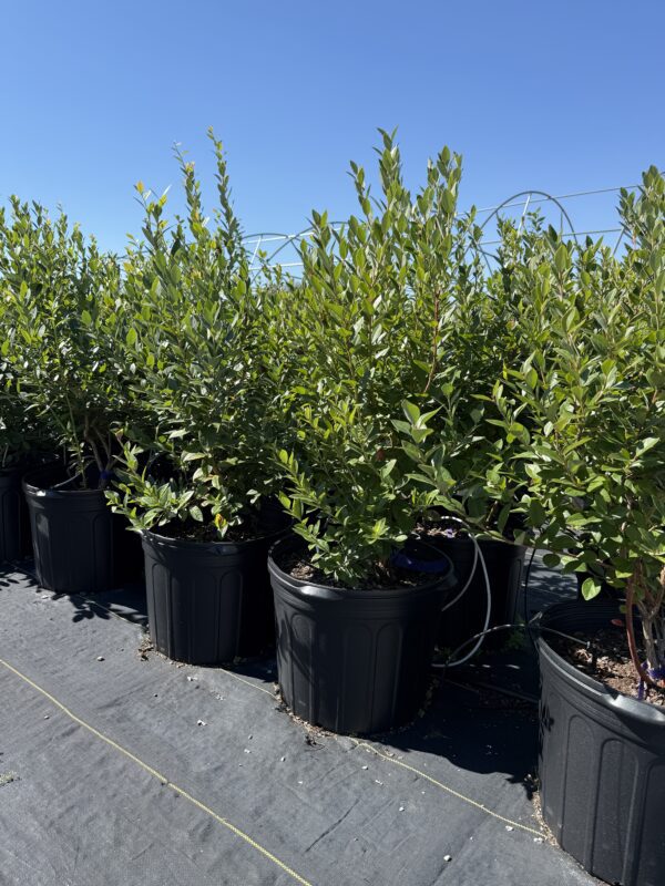 Mature Blueberry Bush 7 gallon