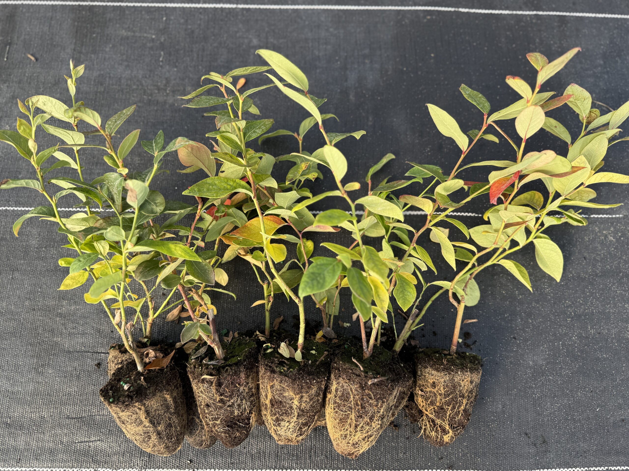 BILOXI 7-12" BUNDLE OF 10 INCLUDES SHIPPING!